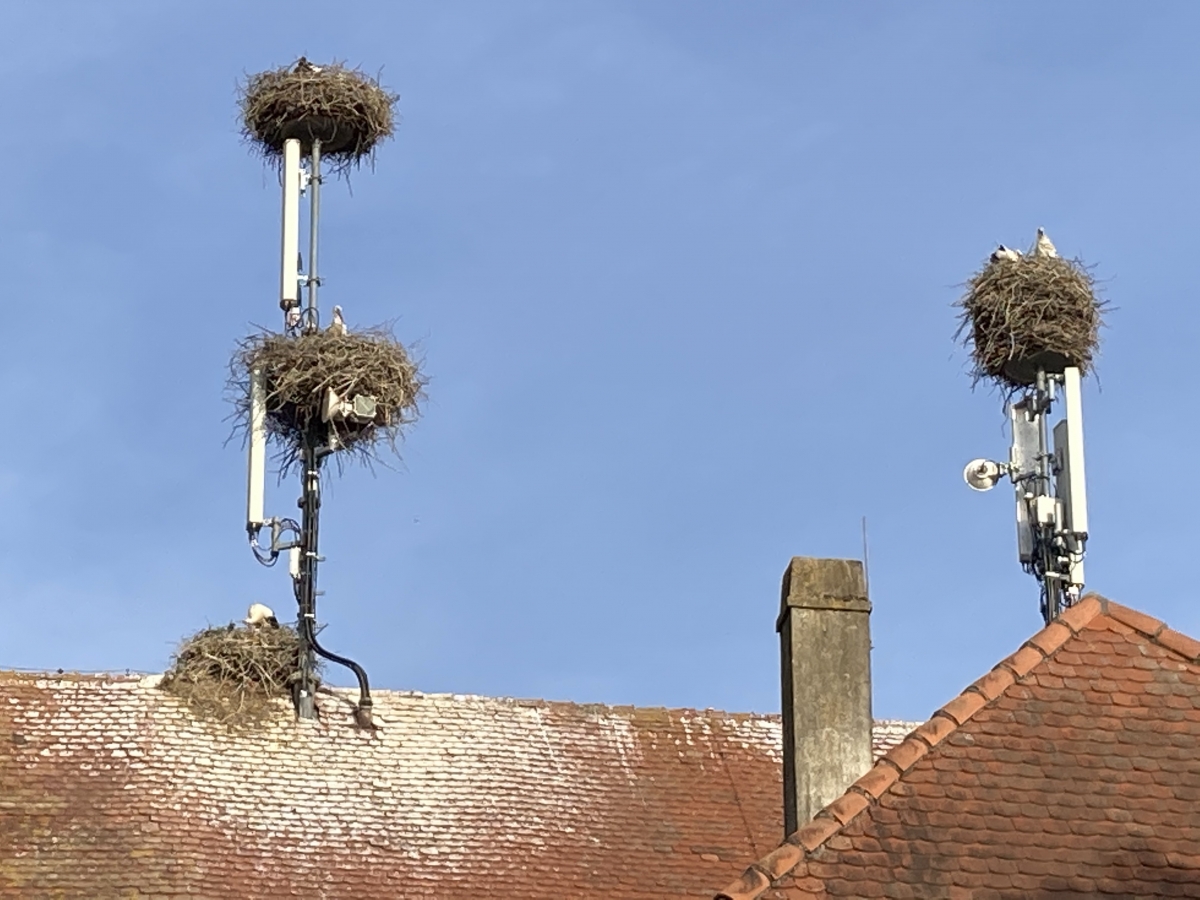 Störche auf dem Mundenhof Copyright Gabi Obi 2